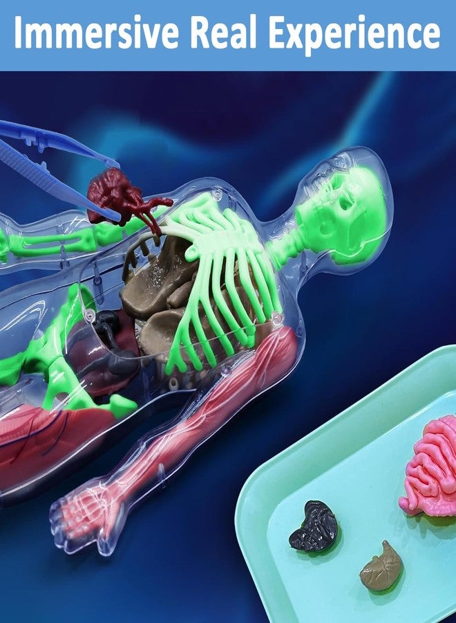 PATPAT® 32 Pieces DIY Assembly Human Skeleton Model Organs Models Kit Glow in The Dark Skeleton Toys Kids Educational Biology Class Tool for Kids Age 6+ - Image 5